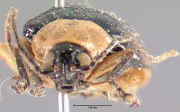 Media type: image; Entomology 18775   Aspect: head frontal view